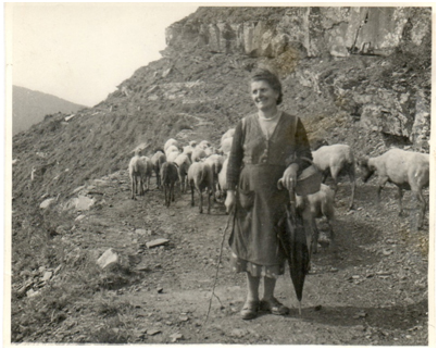 Pecore condotte al pascolo da Leonetta Fiorini (1955)